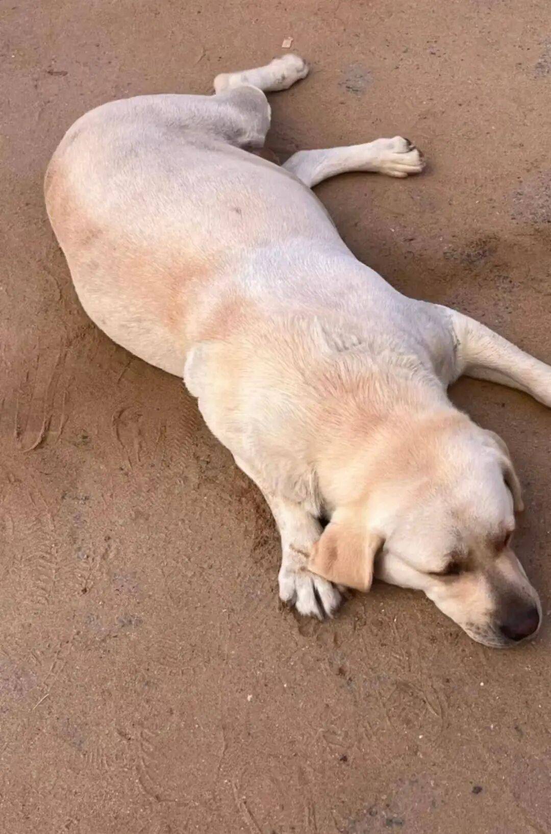 皇冠信用网怎么代理
_青岛一只拉布拉多犬走失三月后皇冠信用网怎么代理
,长沙街头被网友发现并收留,目前犬只已被送回犬主身边