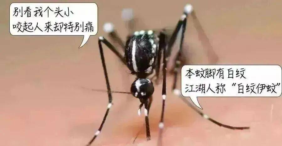 皇冠信用网登3出租_消灭一只等于消灭千只！深圳人皇冠信用网登3出租，天冷也别忘了做这件事！